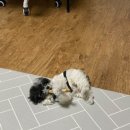 광주강아지분양 마마스미독 24시 광주봉선점 이미지