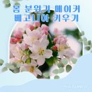 허브이야기