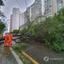 태풍 '마이삭' 제주 월대천 결국 범람...주민들 긴급대피 이미지