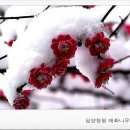 매화나무집 이미지