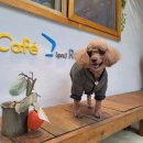 남원카 | 남원 반려견동반 카페 카페 그Love Peace Respect 크리스마스 분위기 가득한 한옥 감성 카페 후기