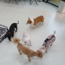 포롱도그 이미지