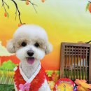 눈부시개 이미지