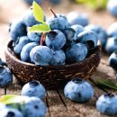 블루베리 이미지