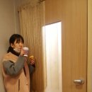 골드스타애견