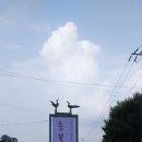 들꽃향기 이미지