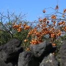 하가리집 이미지