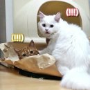 엑조틱매니아 | [서적/소품] '크림히어로즈' 모모회장 고양이 회고록과 귀요미 키링 인형~^^