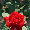 쫄랑쫄랑 이미지