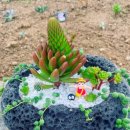 진명농장1 이미지