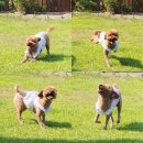 달콤한댕 | 경기광주 태전동 강아지미용 애견미용 &#39;달콤한댕&#39;