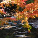 상록수카정비 | 가을 분위기 만끽하는 대마도 드라이브 코스