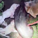 잘사냥