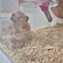 펫엔글라이더 대전점 이미지