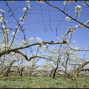 배꽃농장 이미지