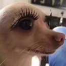 코리아비지니스센타, 광덕안정한방병원, 유디치과병원 | 강남역 속눈썹펌 맛집, 리영( RY아이래쉬)