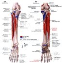 08 - Flexor hallucis longus 긴엄지굽힘근 장무지굴근(長拇趾屈筋) 이미지