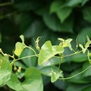 쥐방울덩굴 Aristolochia contorta Bunge 이미지