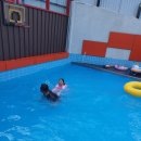 솔포레