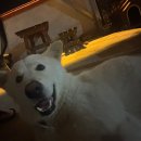 월오포레스트 이미지