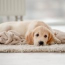 멍냥&꽁냥 이미지