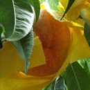 농부의딸 이미지