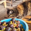 해정농장 이미지