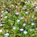 작은꽃지천 이미지