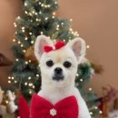 수수펫살롱 | 수수펫살롱 - 강아지 미용 후기