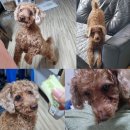 돌봄 | 바다네 펫시터 부업 - 푸들 짱이 2번째 돌봄 후기