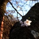 고목나무 이미지