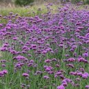 꽃뱅이정원 이미지