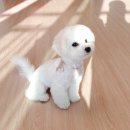 더래미헤어