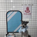 다원하개 이미지