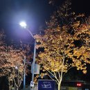 나오라쇼 공연장 이미지