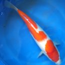 안성비단잉어 이미지