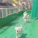 위드독스 이미지