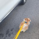 두젠틀 | 히야와 함께 놀러간 애견카페 :: 두젠틀