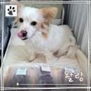 강아지멋내기 | 강남 반려동물 수제 간식 왈랑, 건강하고 기호성좋은 강아지 수제간식 내돈내산 후기