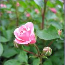 조선대(장미원) 이미지