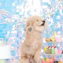 플러피 스튜디오 이미지