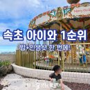 로봇카페(ROBOT CAFE) | 속초 아이와 가볼만한곳 1순위! 로봇 서빙 맛집 & 회전목마 카페 코스 (청초수물회)