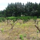 동광리-12 이미지