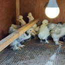 아성2농장 이미지