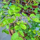 윤 농장 | [깨비농장 블루베리 묘목] 블루베리 키우기 4그루째 키워본 솔직한 후기