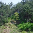 황금소나무 Daum카페