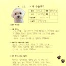 [#1531] 모꼬(양측 슬개골 탈구 G2, G3)의 수술후기