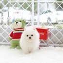 화이트포메라니안 이미지