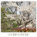 물향기공원 | 오산 물향기수목원 벚꽃 개화 현황 둘러보기