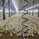 정화축사 이미지